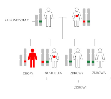 choroby sprzężone z chromosomem x schemat kobieta