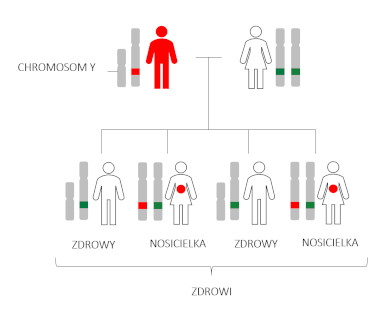 choroby sprzężone z chromosomem x mężczyzna schemat
